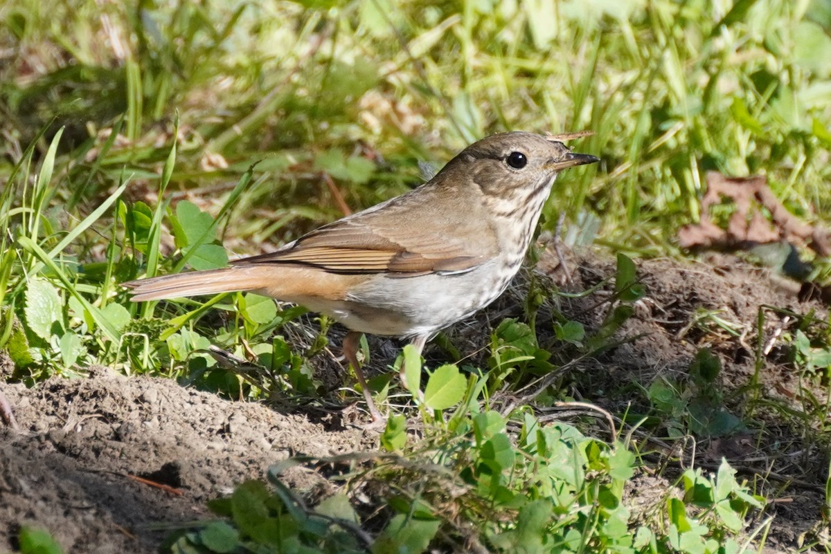 Hermit Thrush - ML415635001