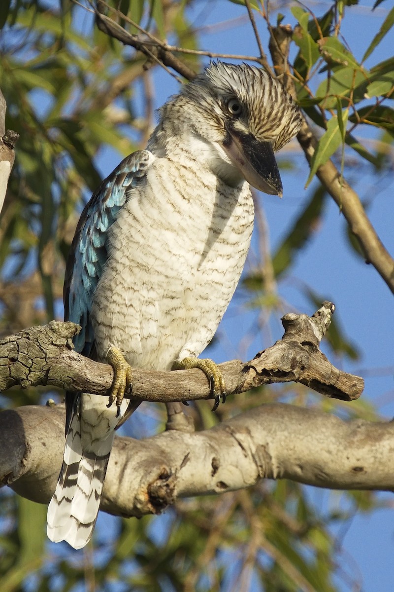 Blue-winged Kookaburra - Ed Pierce