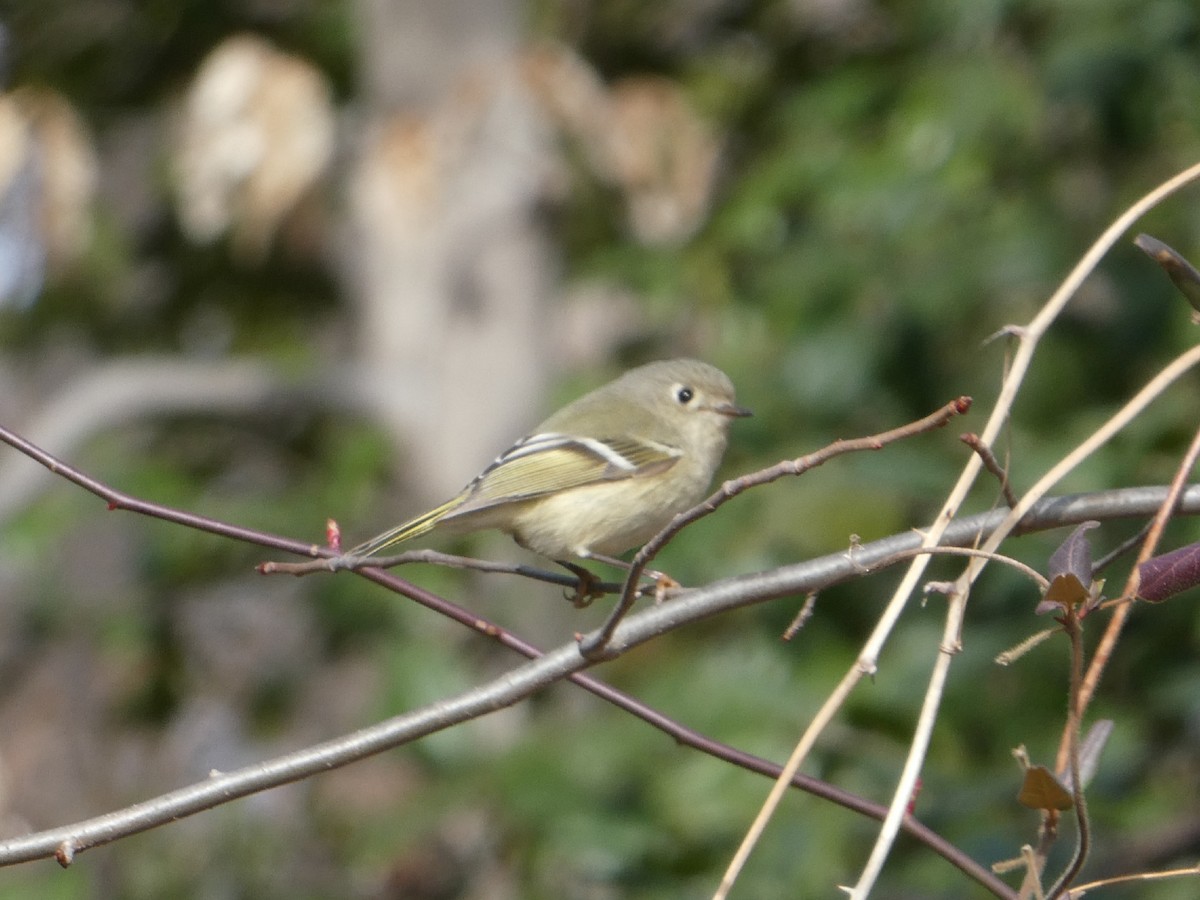 Ruby-crowned Kinglet - ML415636961