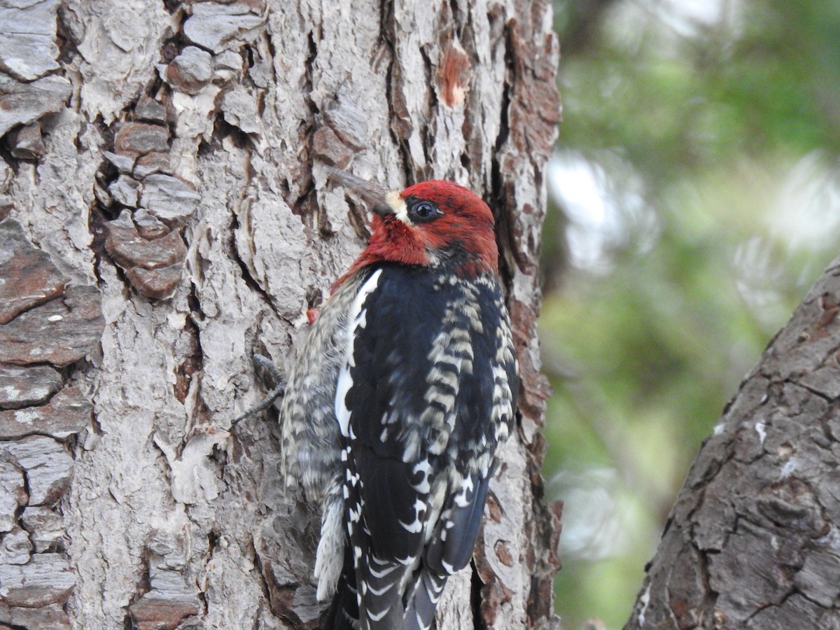 Red-breasted Sapsucker - ML415637501