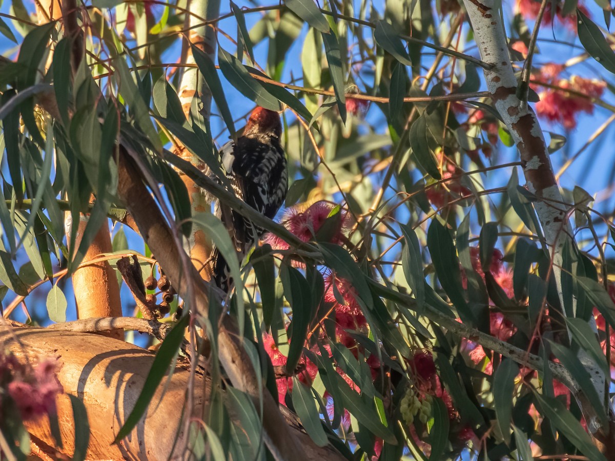 Red-naped/Red-breasted Sapsucker - ML415638771