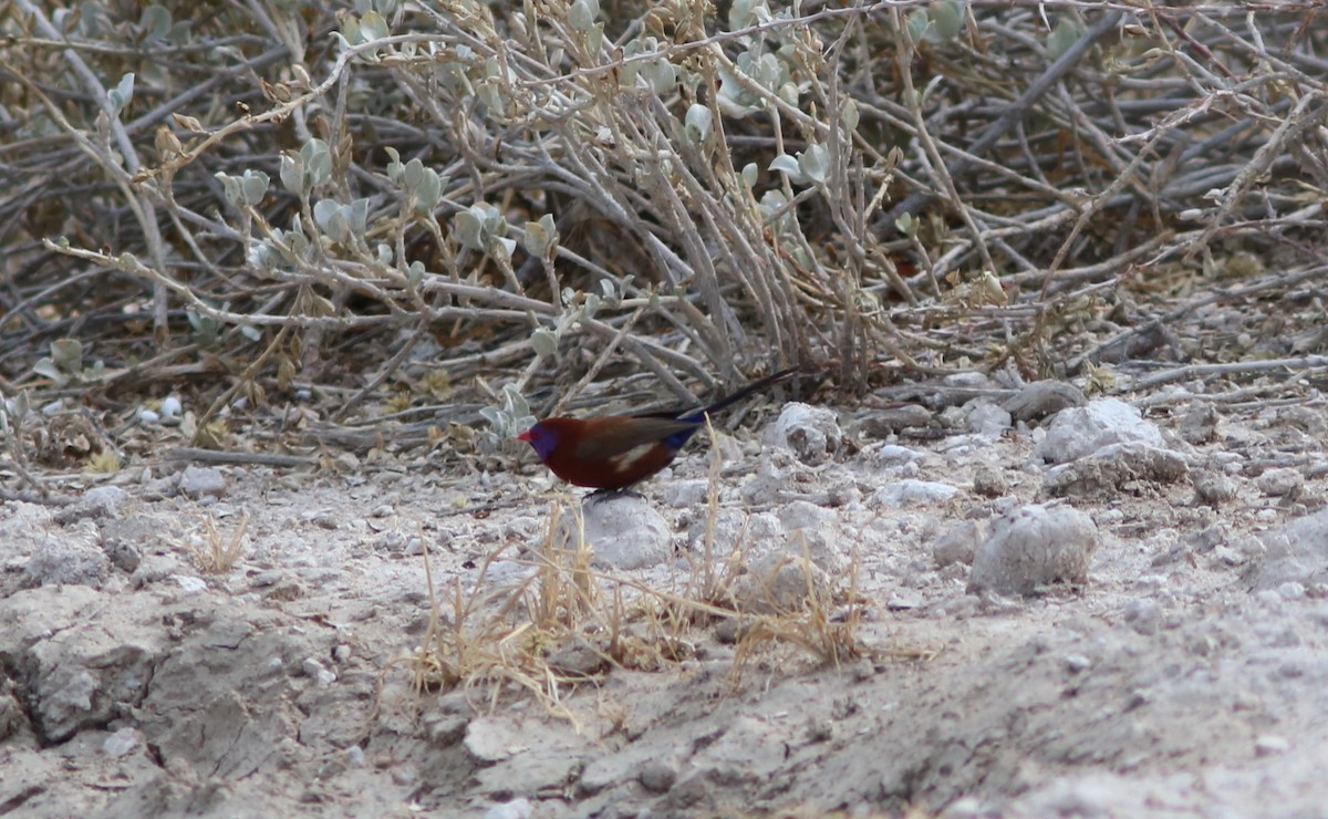 Violet-eared Waxbill - ML41563981