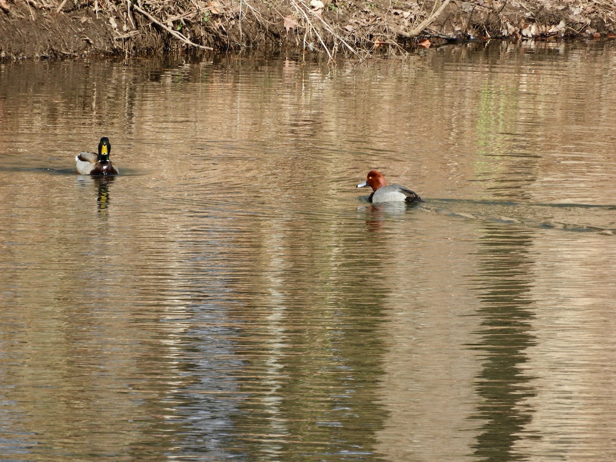 Redhead - ML415641931