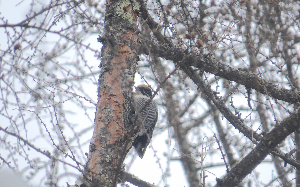 American Three-toed Woodpecker - ML415642211