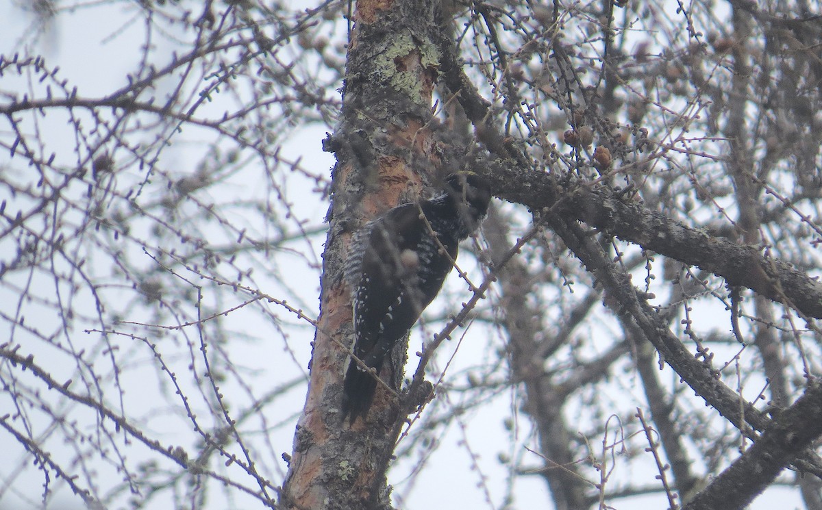 American Three-toed Woodpecker - ML415642221