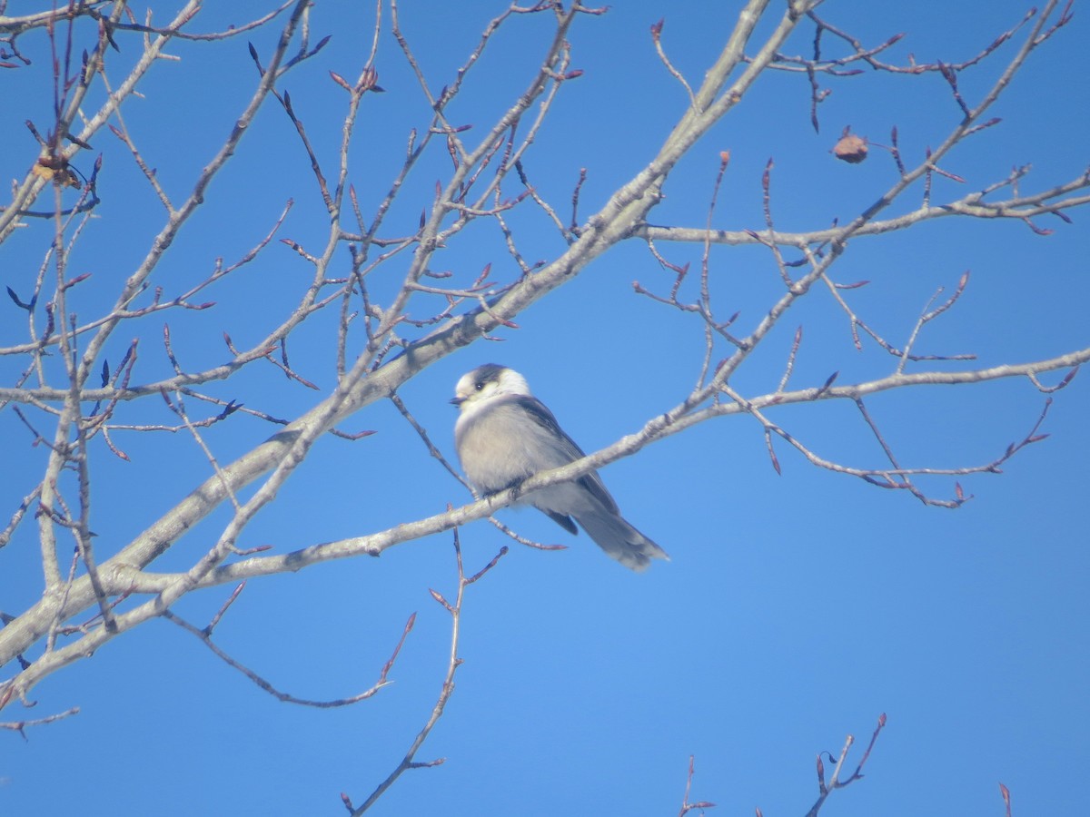 Canada Jay - ML415642301