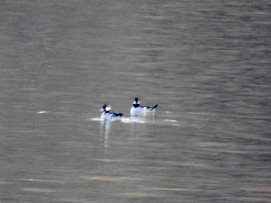 Bufflehead - ML415645331