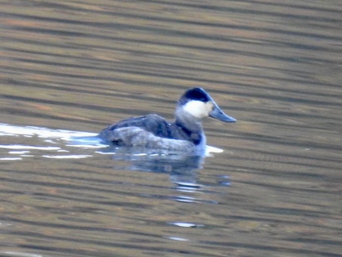 Ruddy Duck - ML415645491
