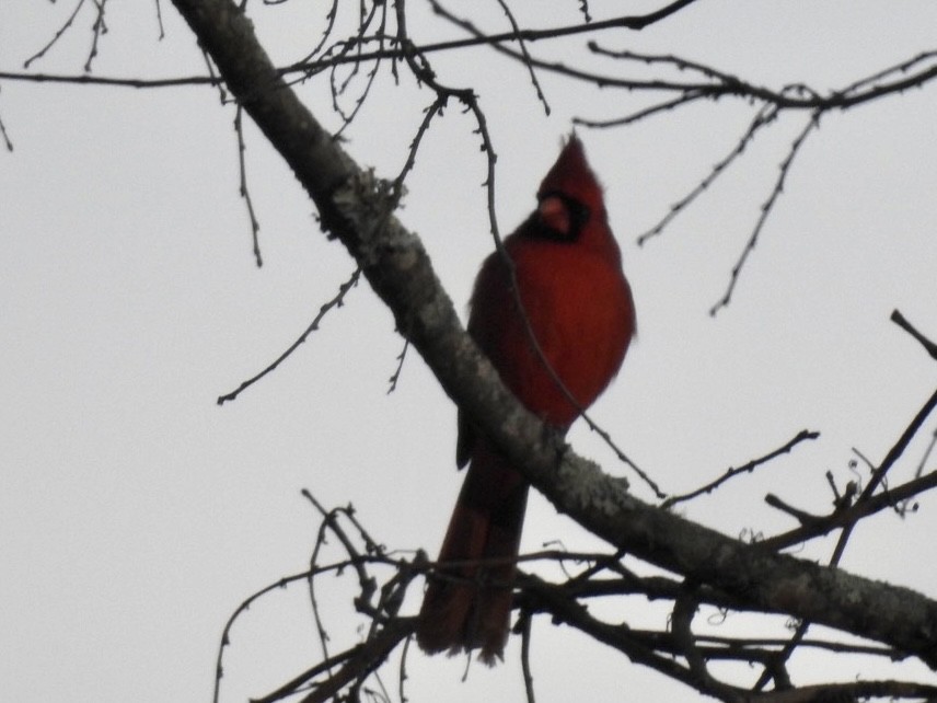 Northern Cardinal - ML415645741