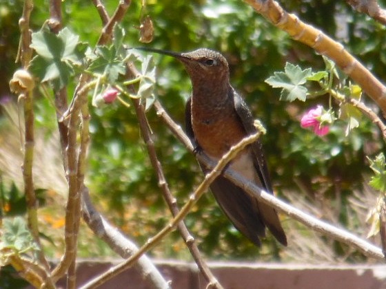 Giant Hummingbird - ML415645831