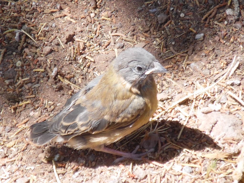 Black-hooded Sierra Finch - ML415646471