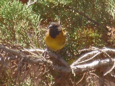 Black-hooded Sierra Finch - ML415646561