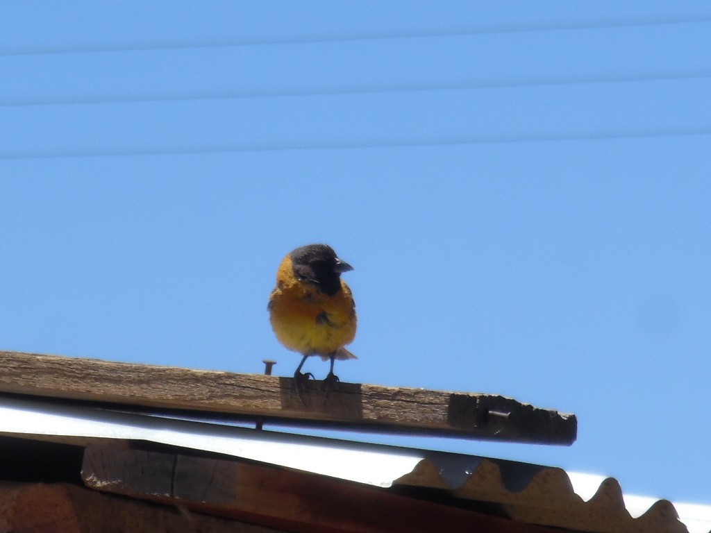 Black-hooded Sierra Finch - ML415646621