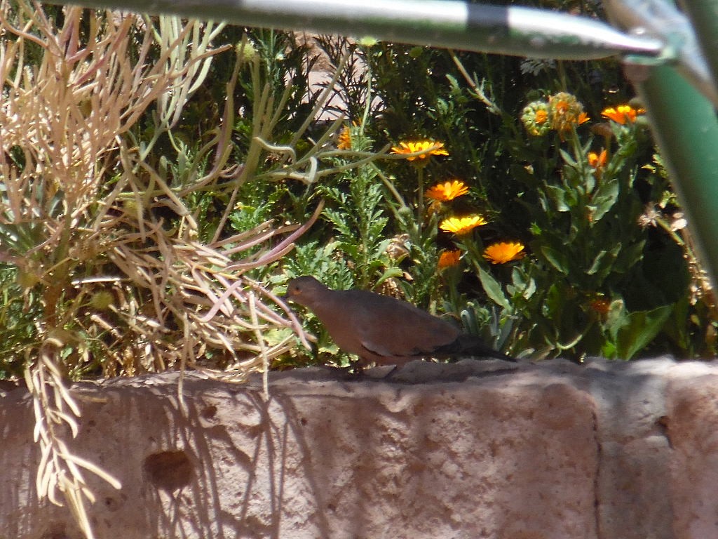 Black-winged Ground Dove - ML415647491