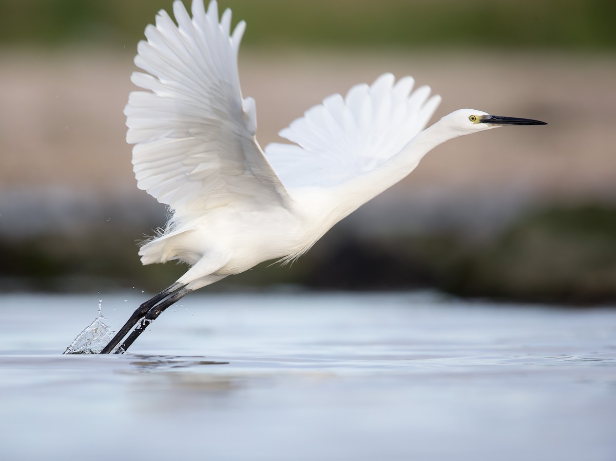 Little Egret - PMDE ESTEVES