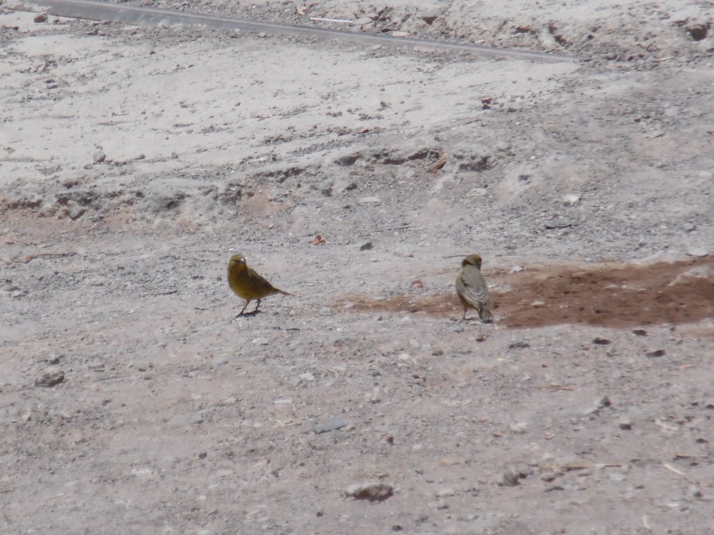 Greenish Yellow-Finch - ML415648691