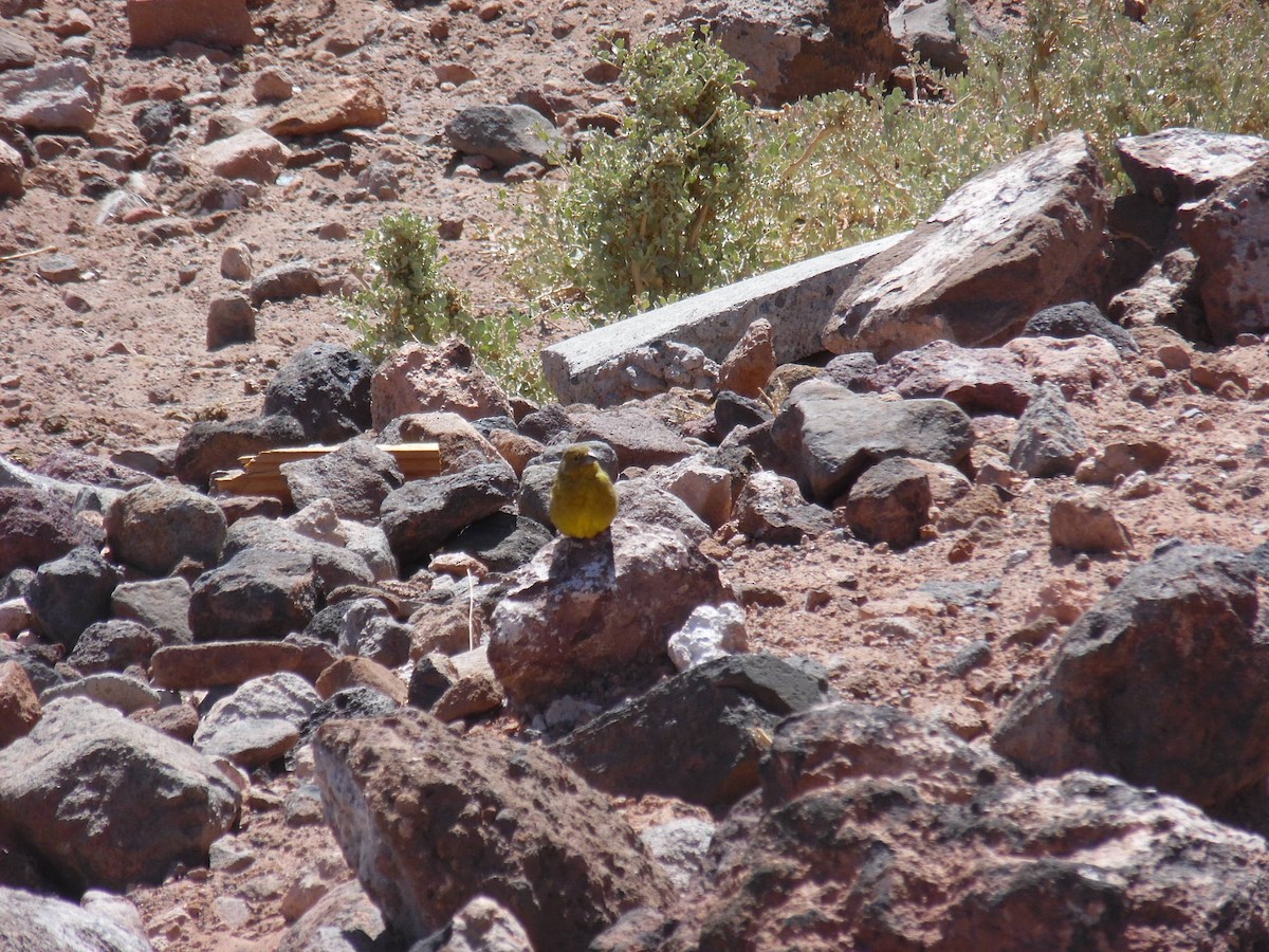 Greenish Yellow-Finch - ML415649351