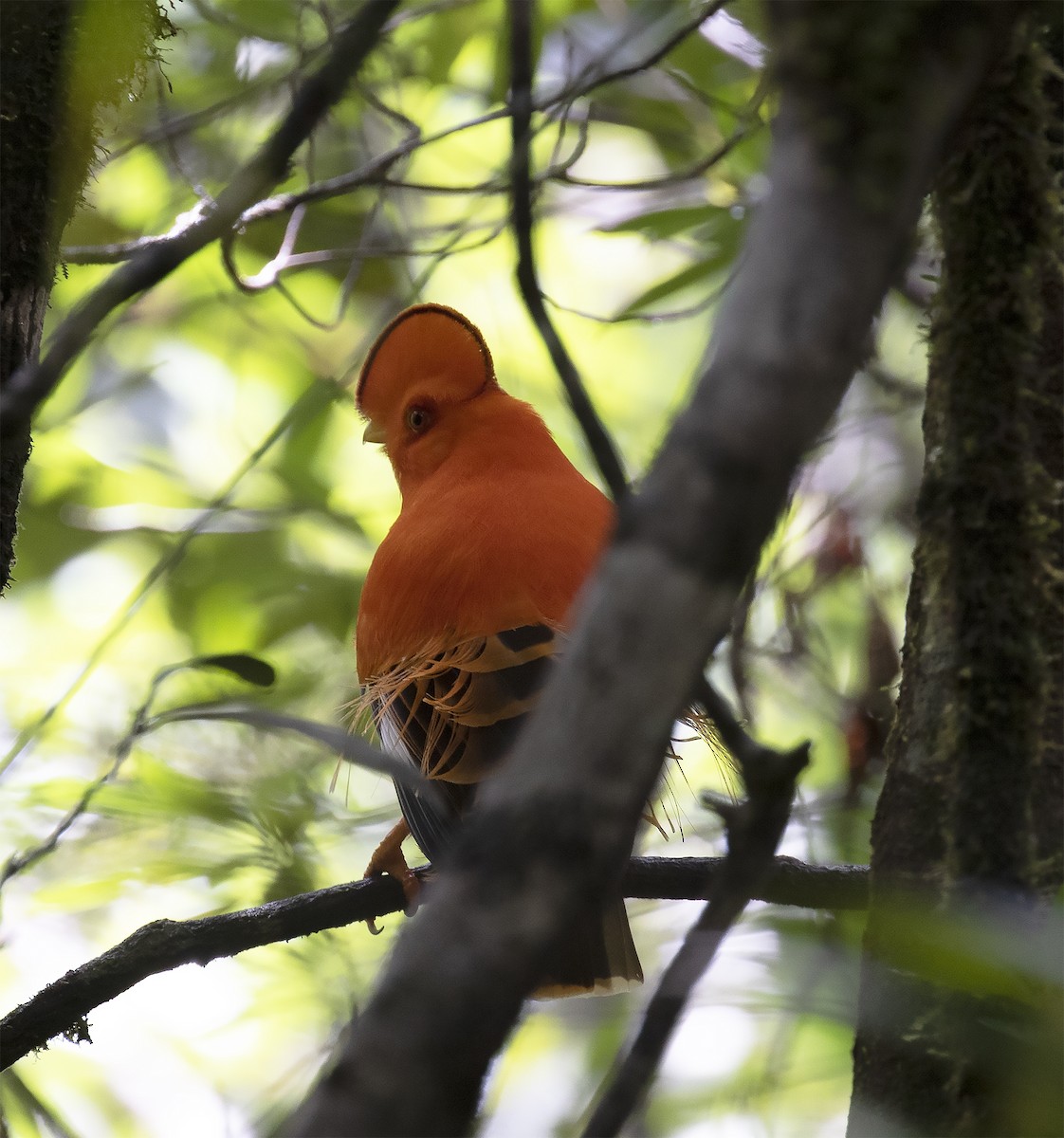 Guianan Cock-of-the-rock - ML415649401