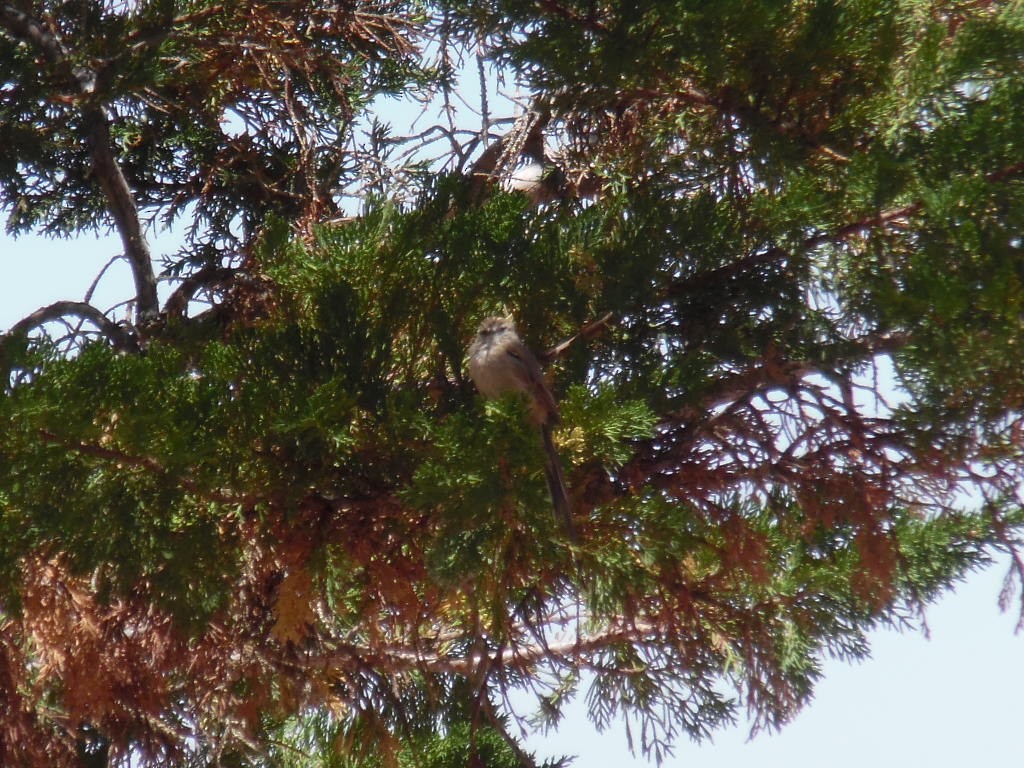 Plain-mantled Tit-Spinetail - ML415649891