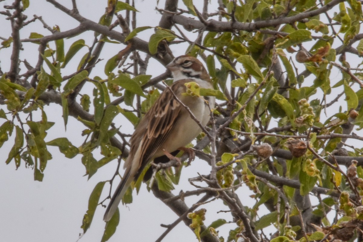 Lark Sparrow - ML415655541