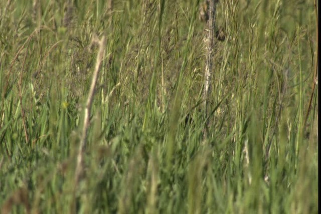 Ring-necked/Green Pheasant - ML415657