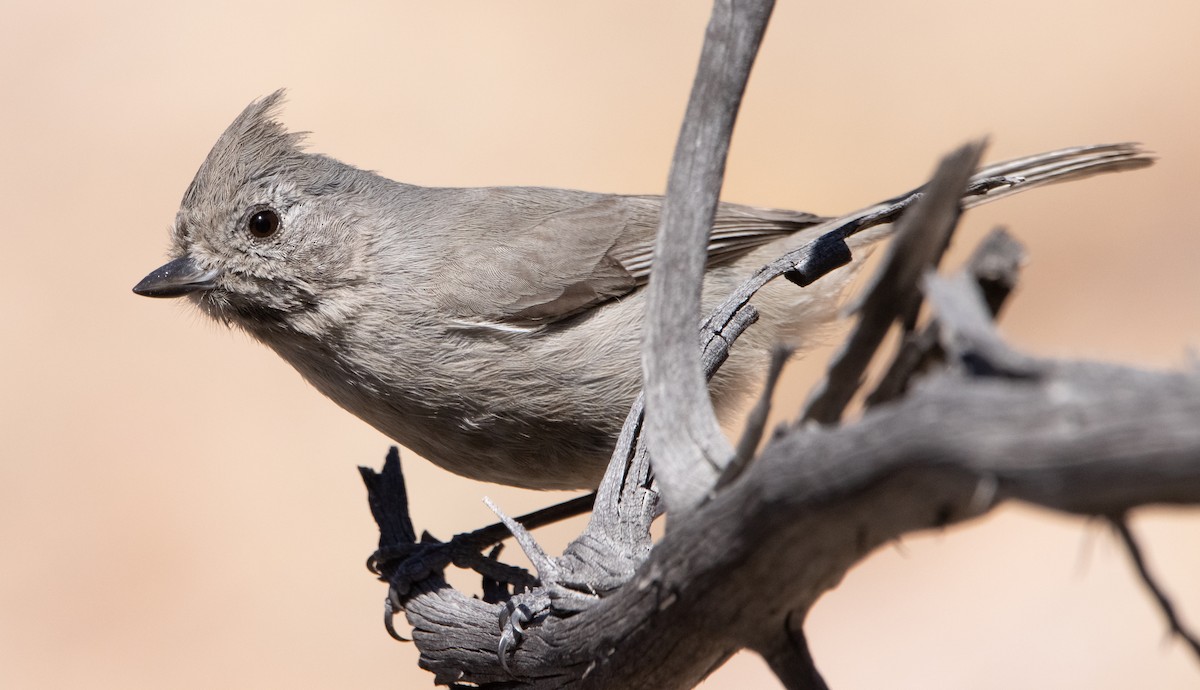 Juniper Titmouse - ML415657151