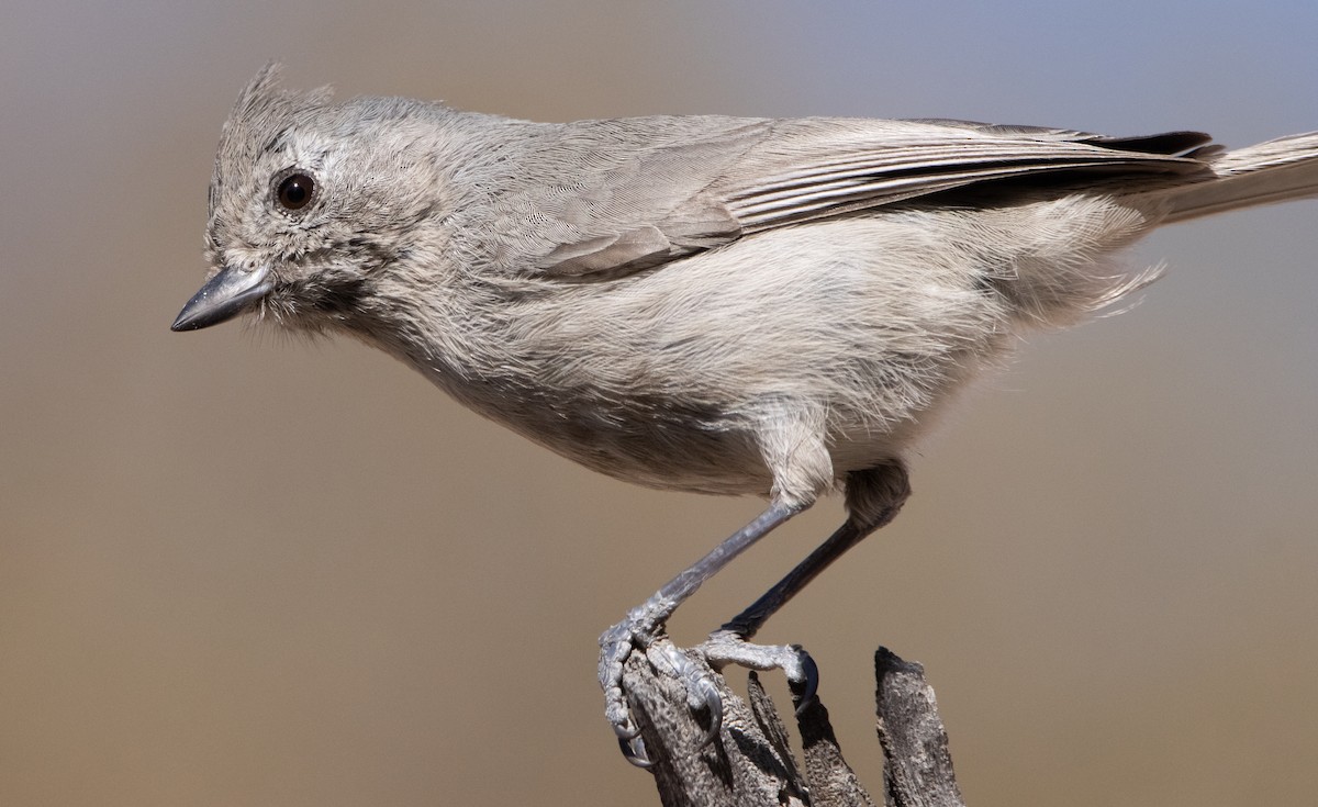 Juniper Titmouse - ML415657161