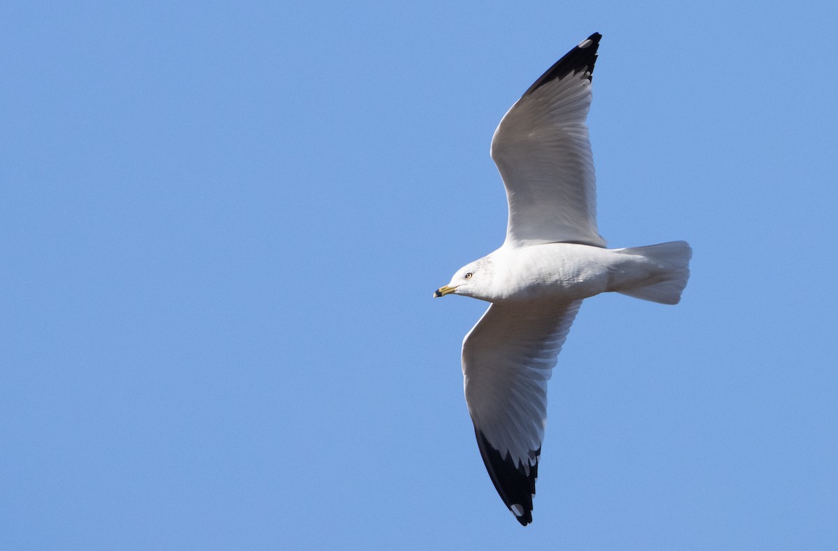 Ring-billed Gull - Liam Huber