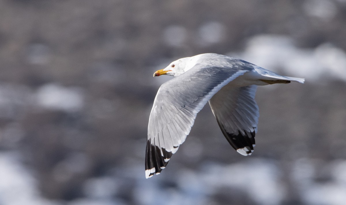 California Gull - Liam Huber