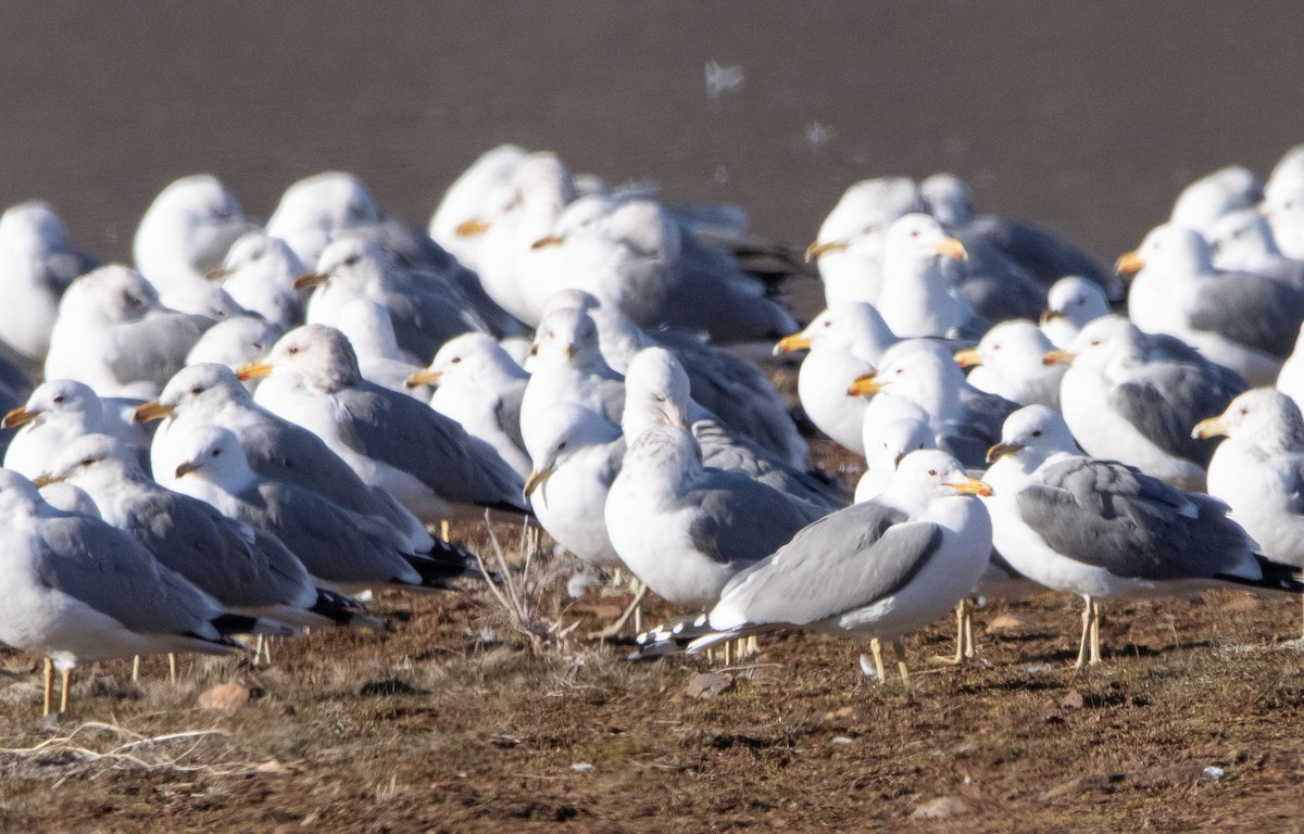 Gaviota Californiana - ML415657631