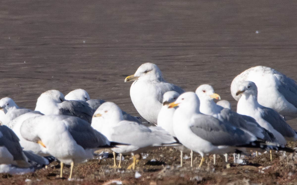 Goéland argenté (smithsonianus) - ML415657651