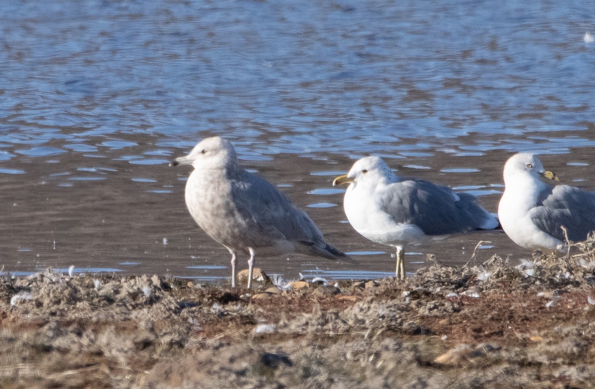 Iceland Gull (Thayer's) - ML415657801