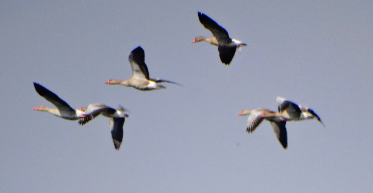 Graylag Goose - Anonymous