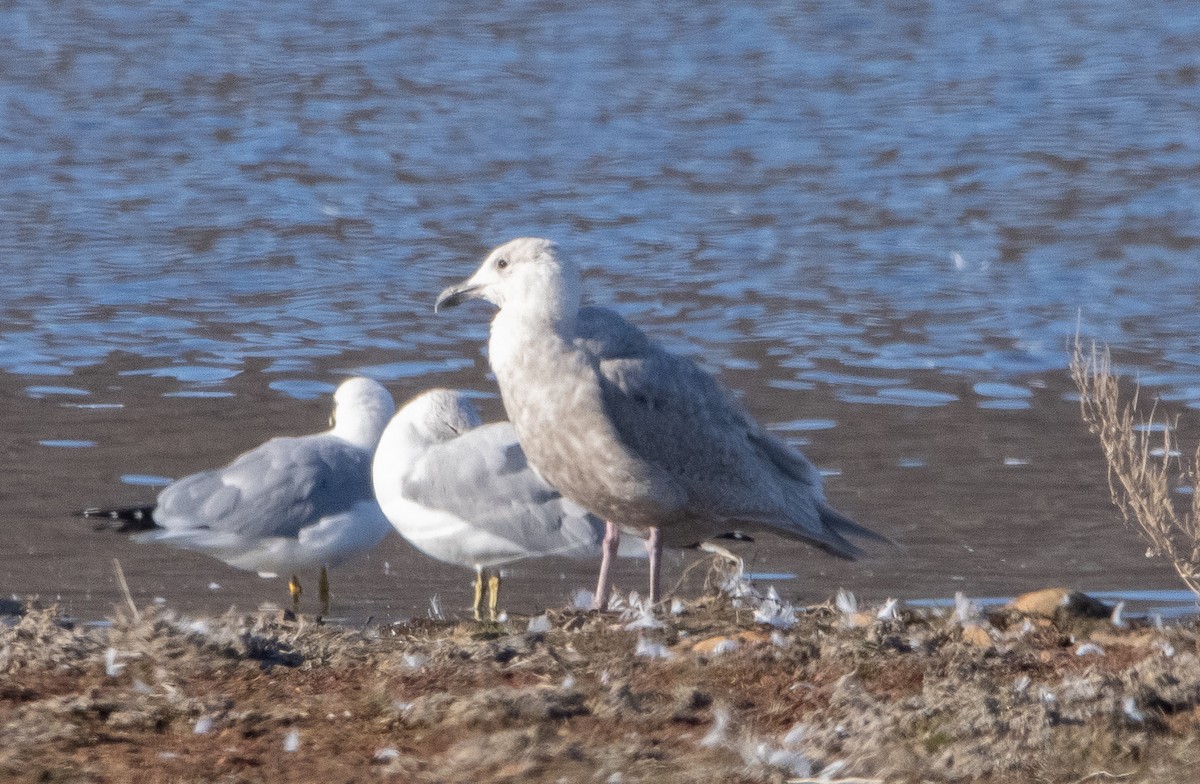 Glaucous-winged Gull - Liam Huber