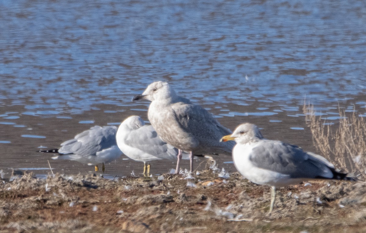 Glaucous-winged Gull - Liam Huber