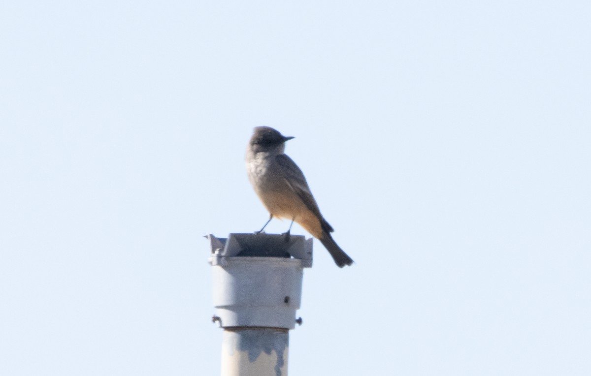 Say's Phoebe - Liam Huber