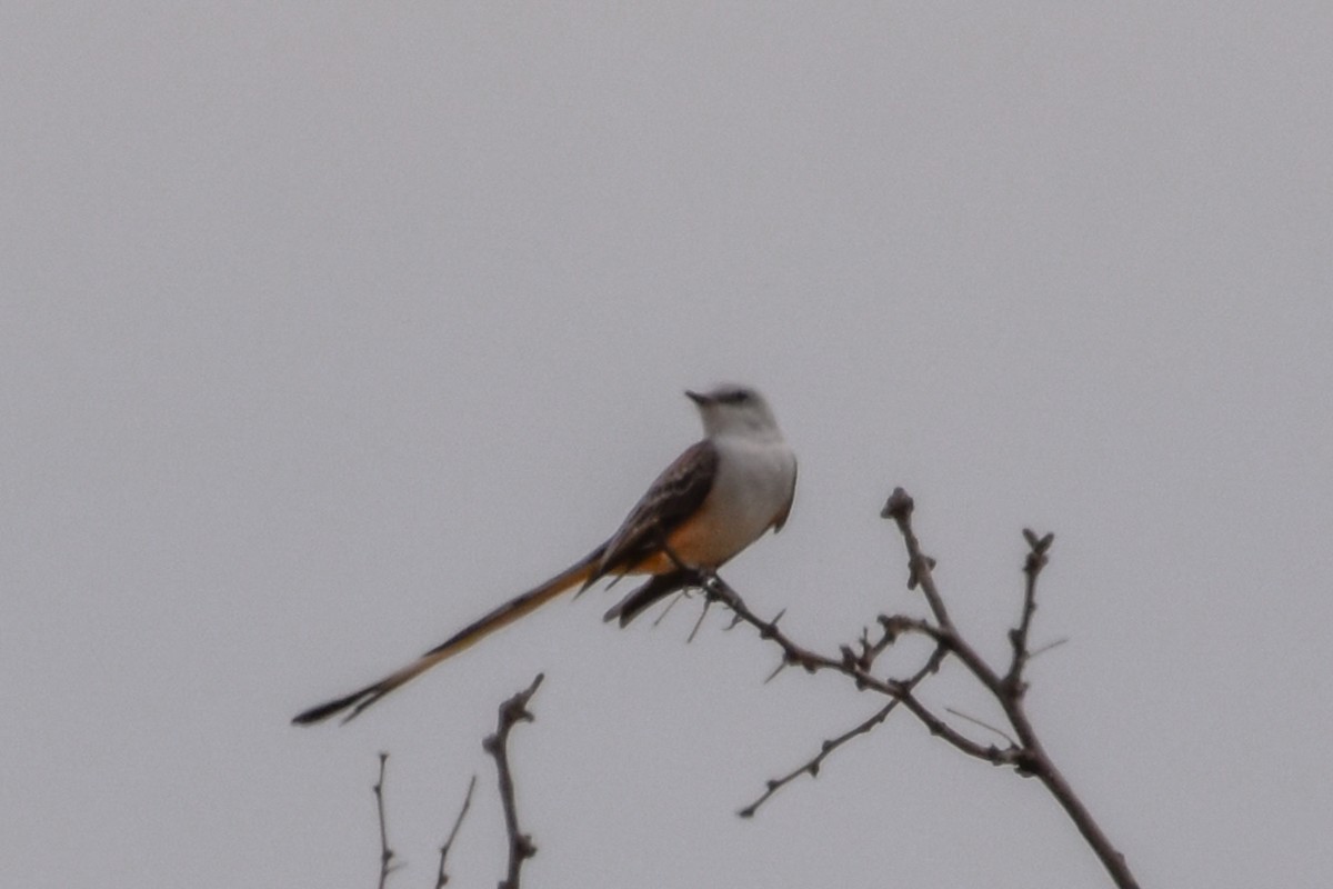 Scissor-tailed Flycatcher - ML415660581