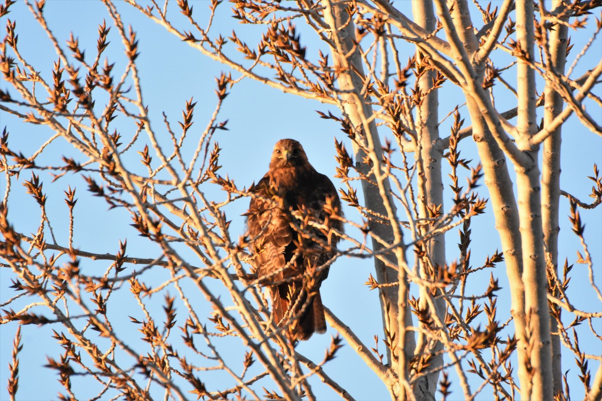 Red-tailed Hawk - ML415661641