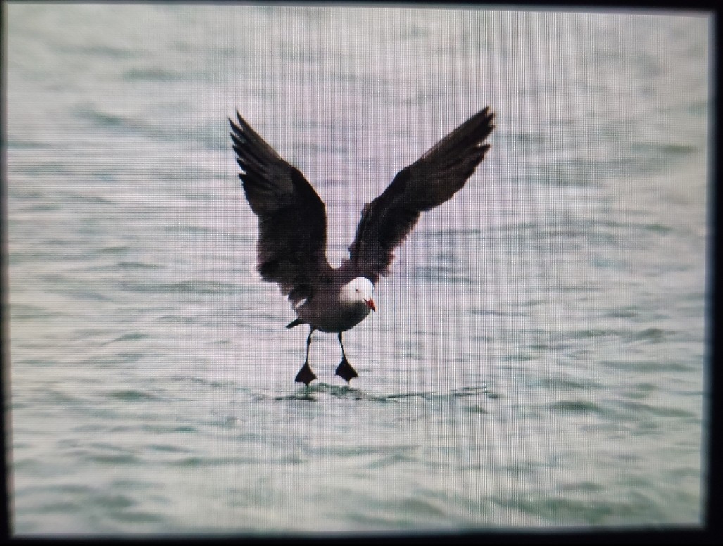 Heermann's Gull - ML415661871