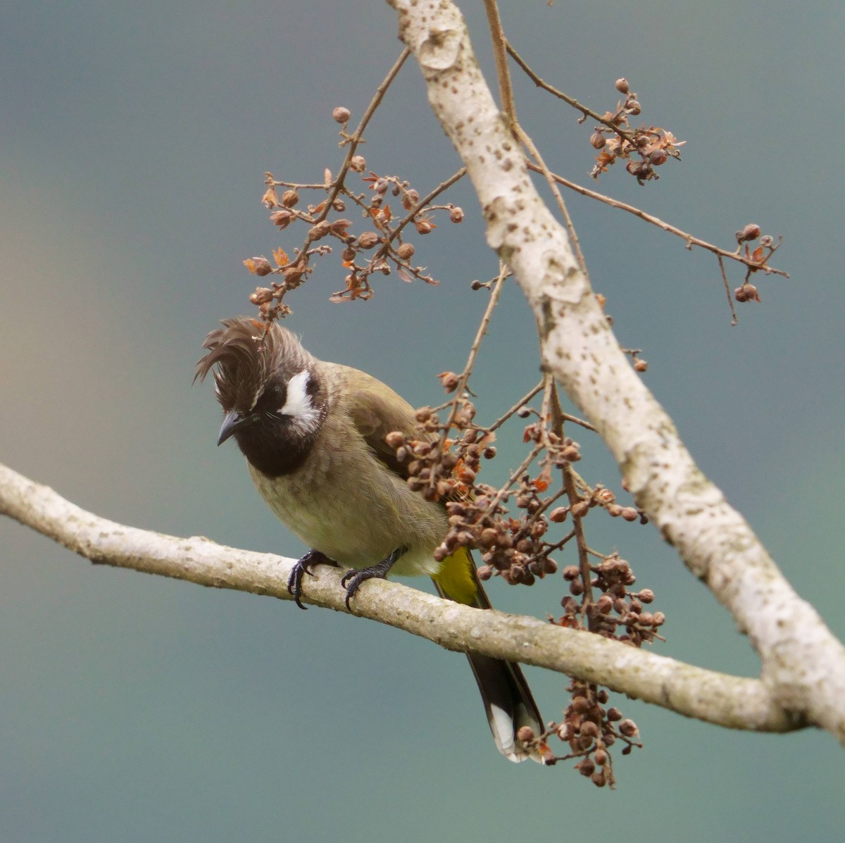 Bulbul Cariblanco - ML415661991