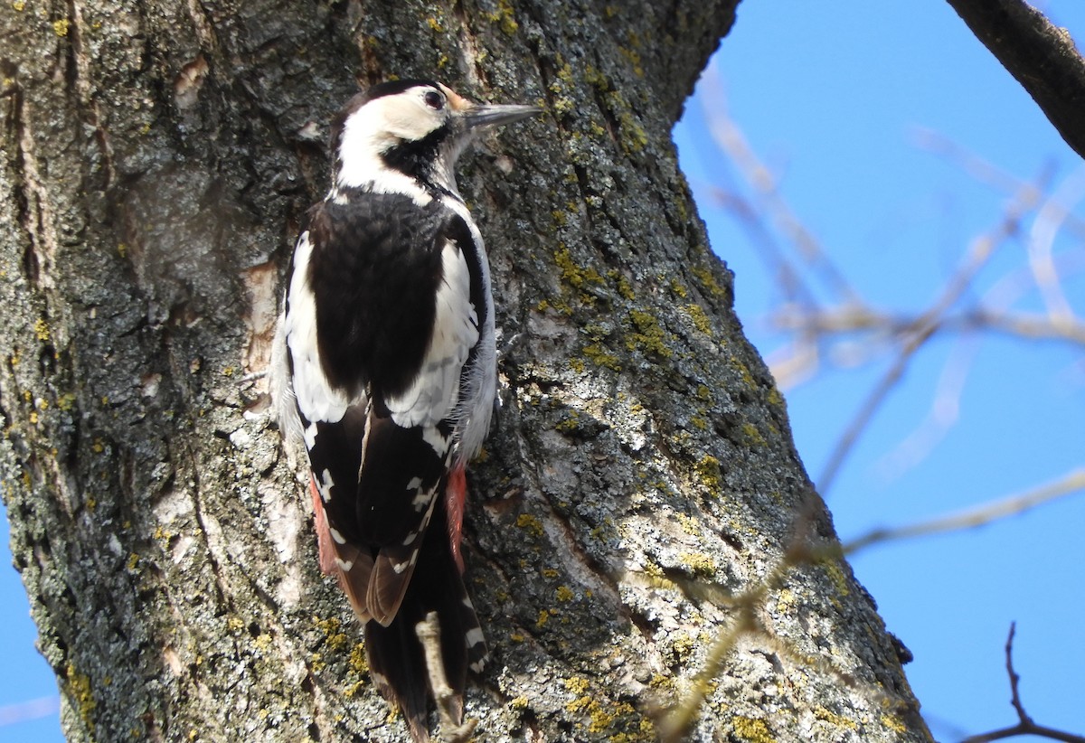 Syrian Woodpecker - ML415662391