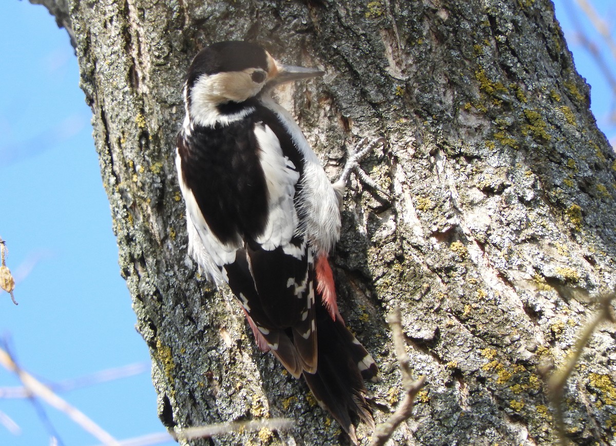 Syrian Woodpecker - ML415662401