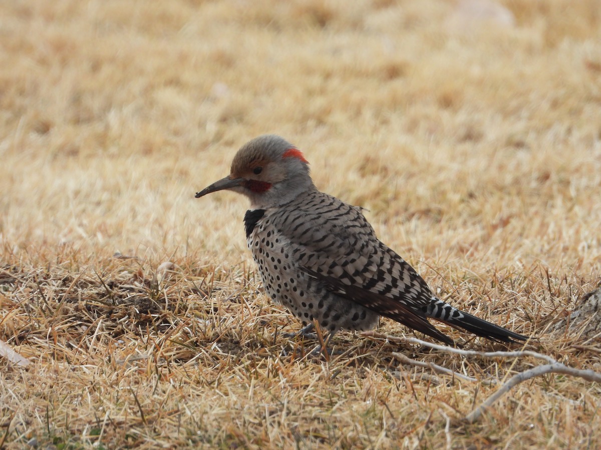 Northern Flicker (Yellow-shafted x Red-shafted) - ML415662521