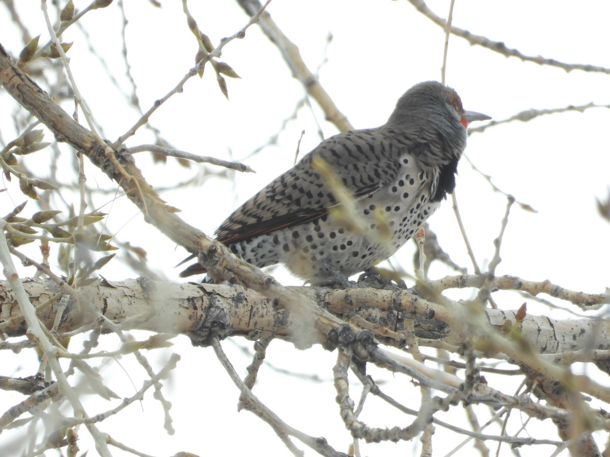 Northern Flicker (Red-shafted) - ML415662661