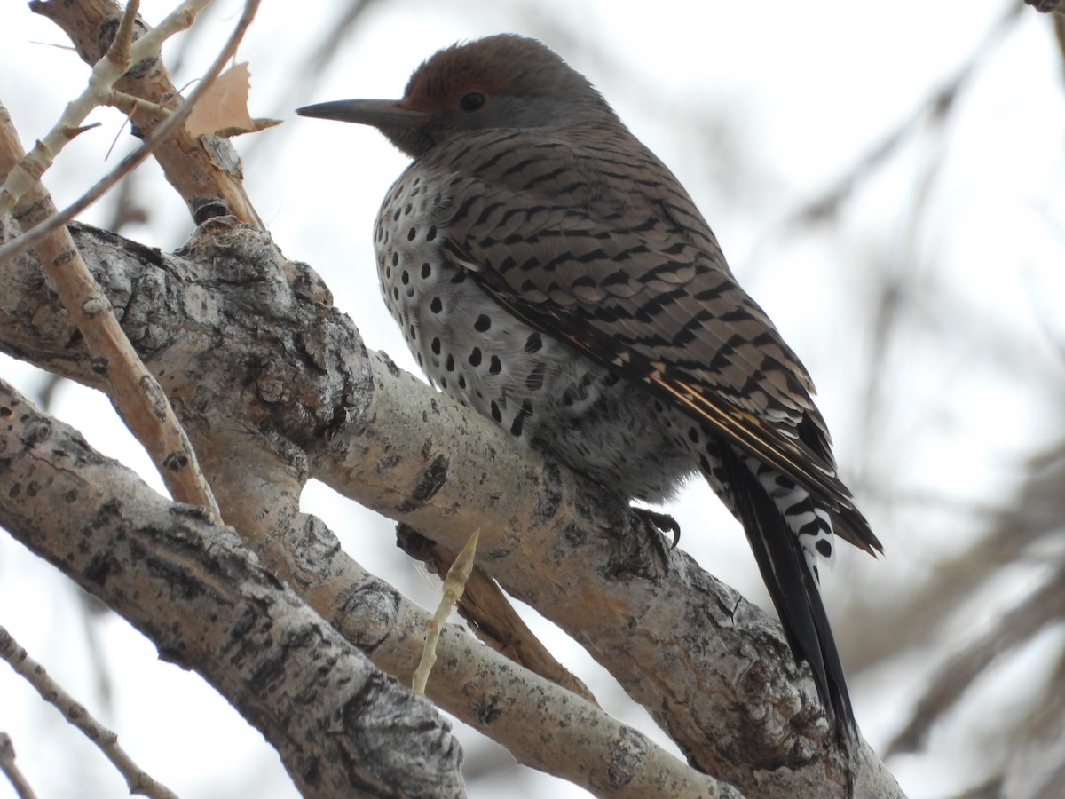 Northern Flicker (Yellow-shafted x Red-shafted) - ML415662731