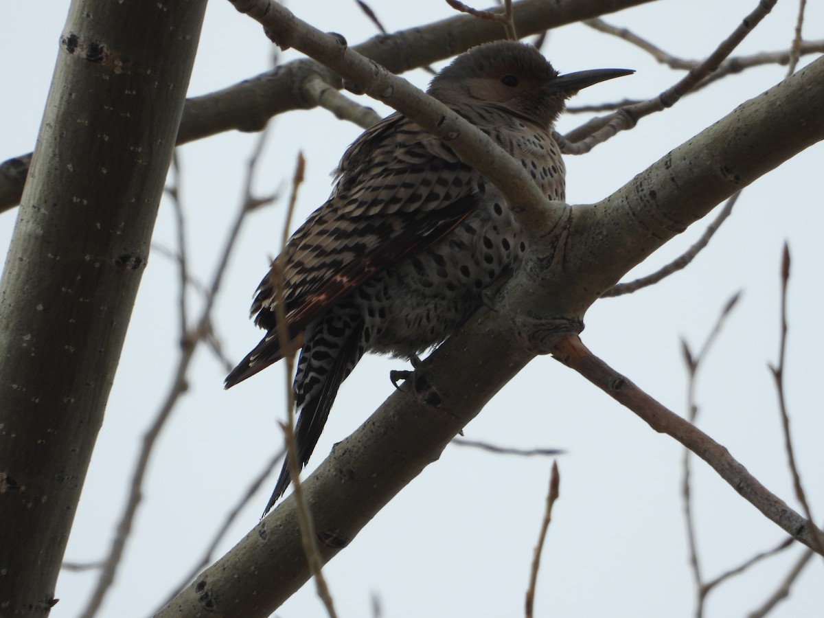 Northern Flicker (Red-shafted) - ML415662771