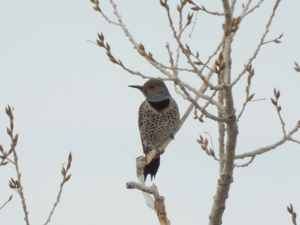 Northern Flicker (Red-shafted) - ML415662921