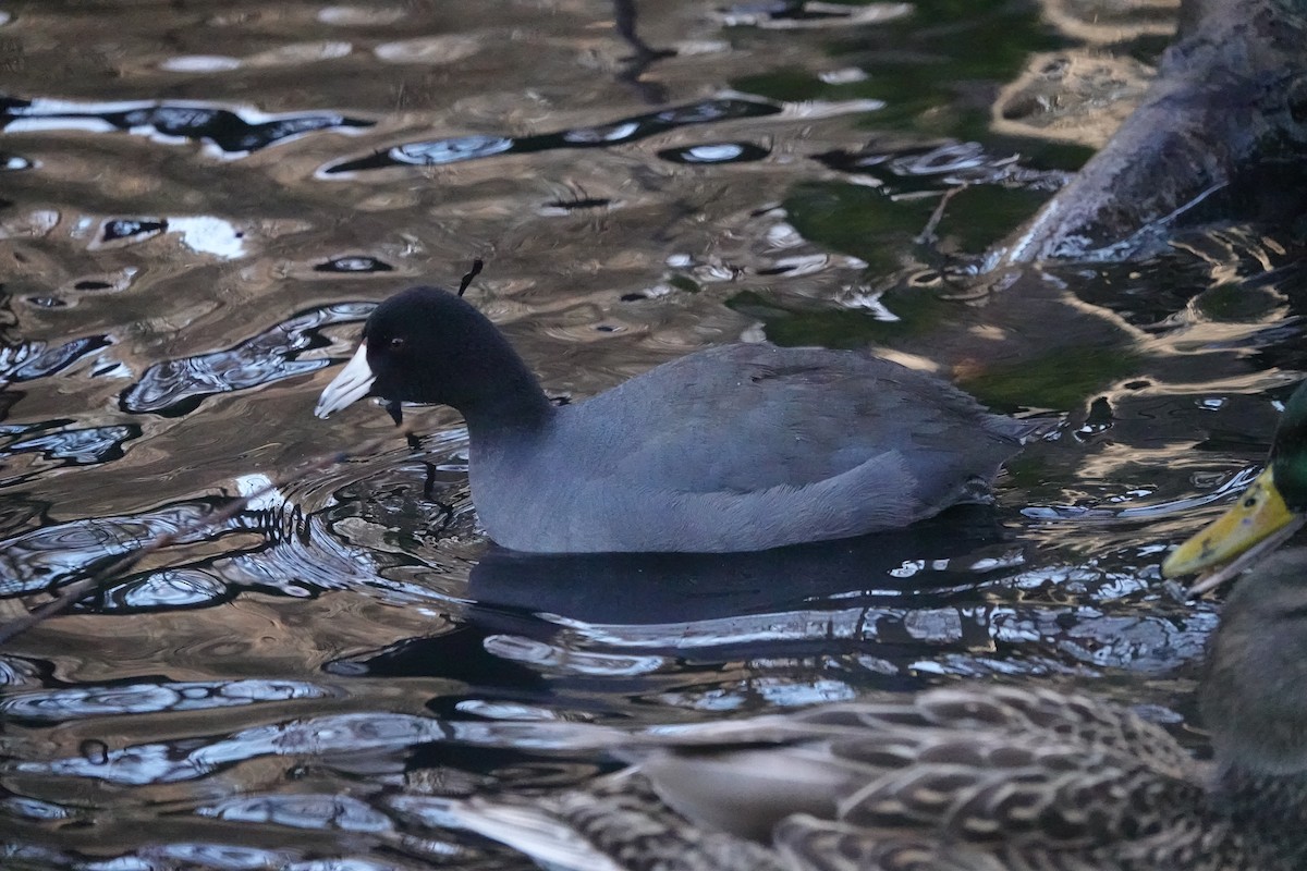 American Coot - ML415662961