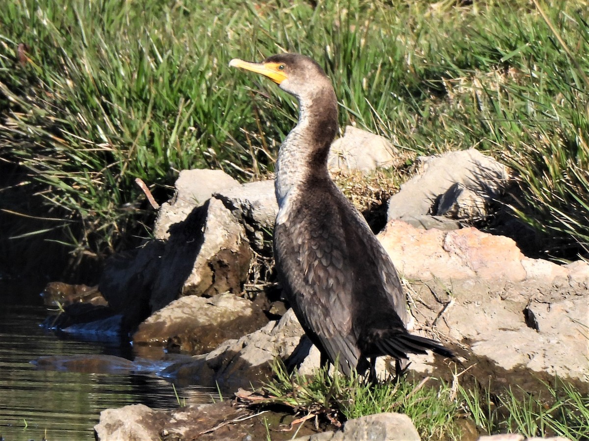 Double-crested Cormorant - ML415664221