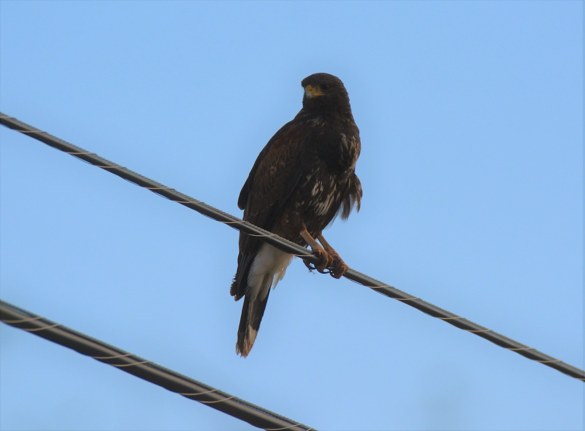 Harris's Hawk - ML41566431